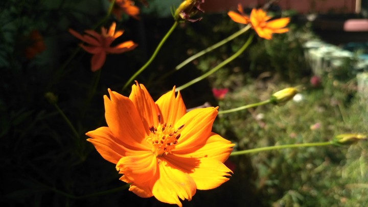 Flower