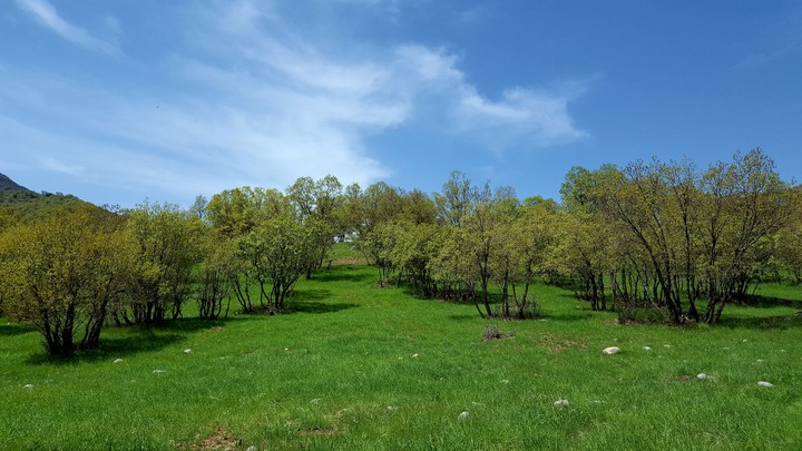 jangal baloot