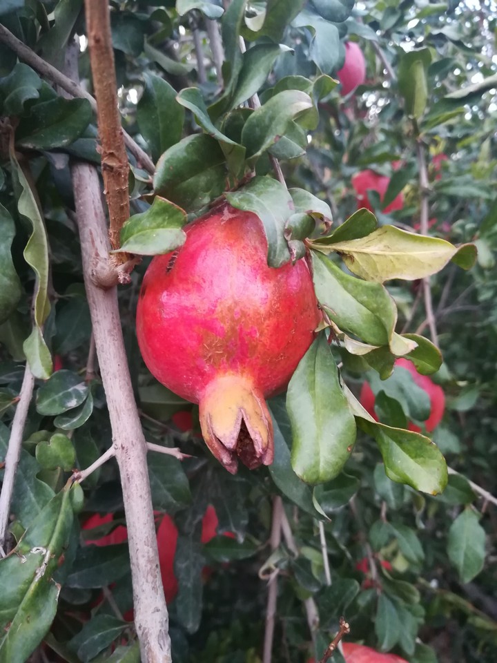 انار باغ دایی