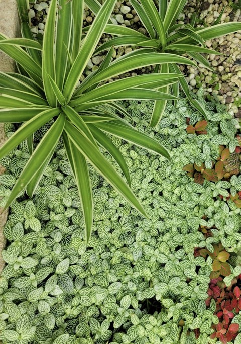 groundcover, spiderwort壁纸