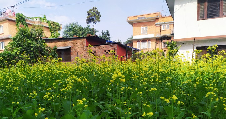 Flowers