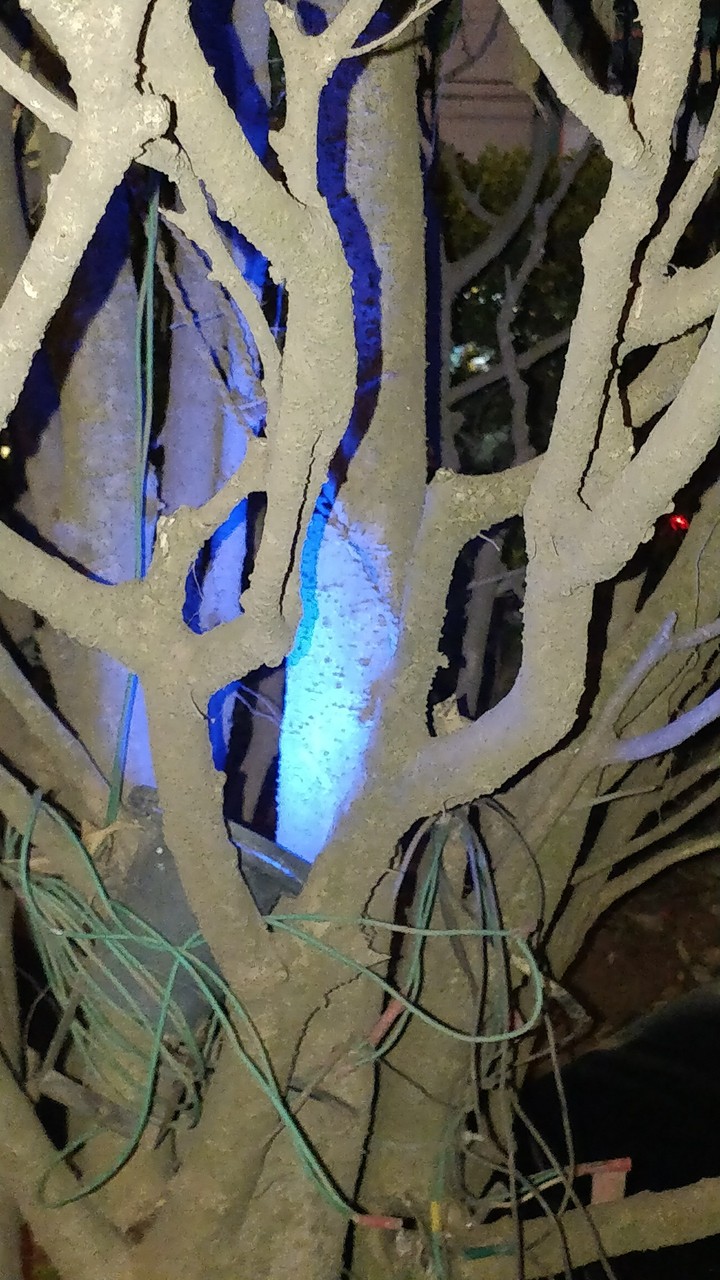 Neon Tree