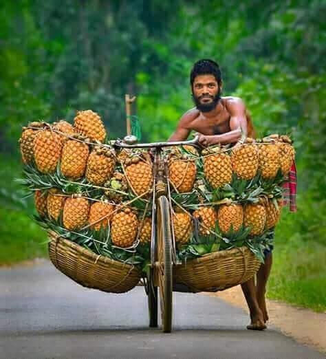 Pineapples Master