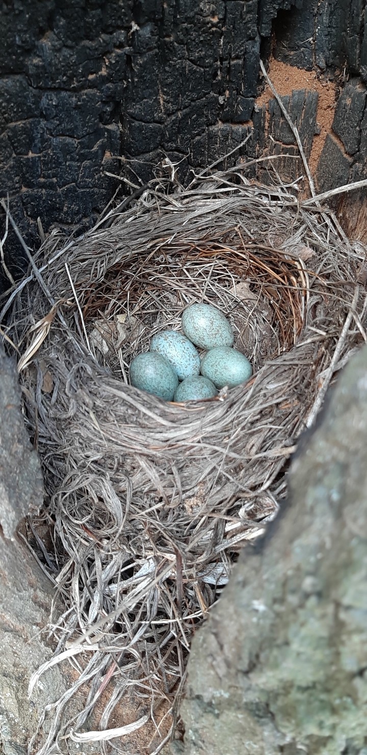 in the nest