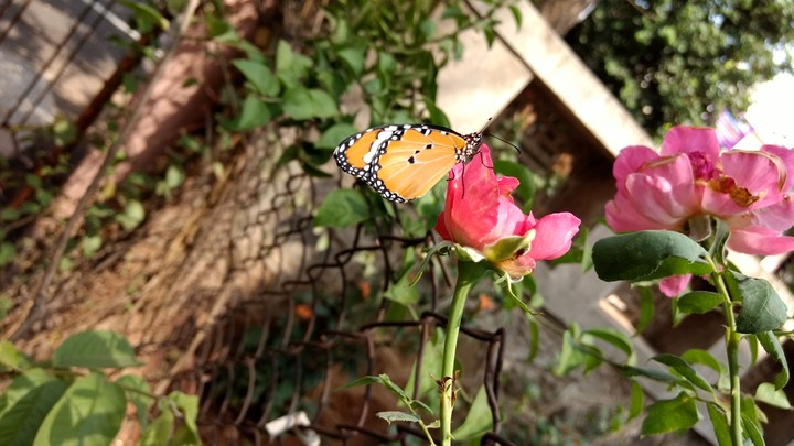 garden butterfly