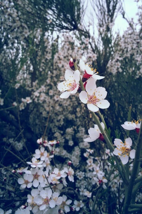 spring