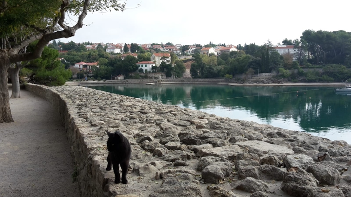 Cat on the wall