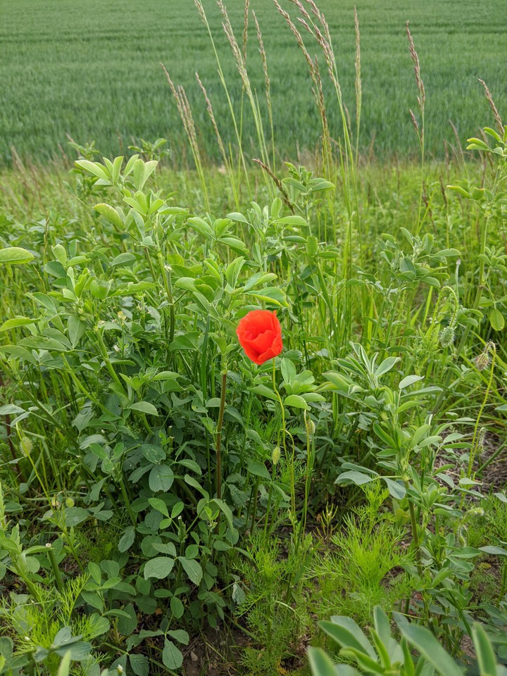 Poppy