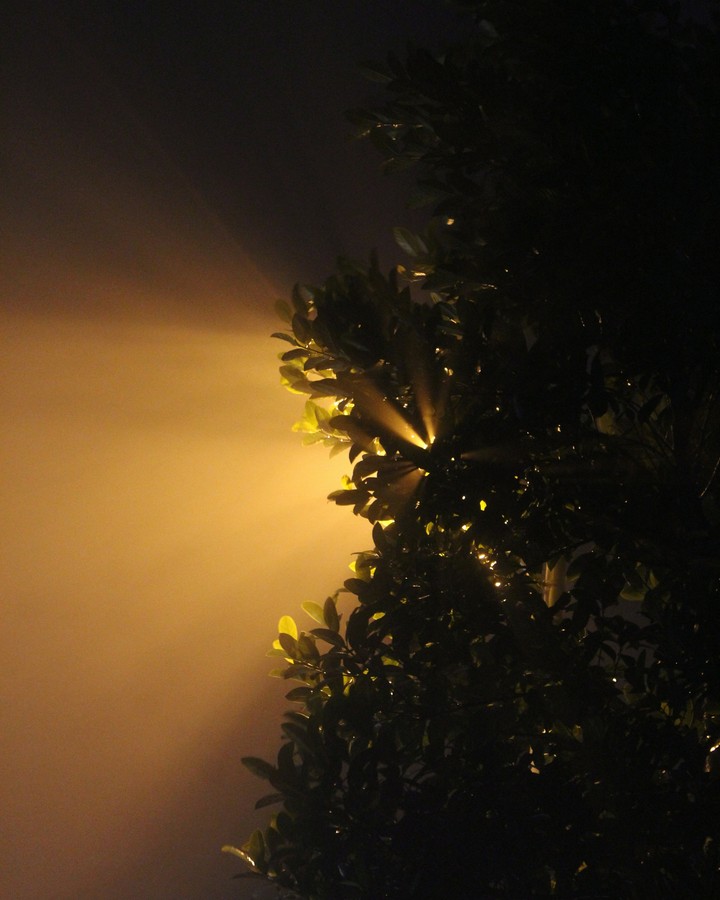 light behind the tree