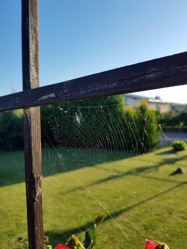 fence