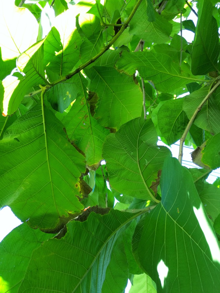 Leaf
