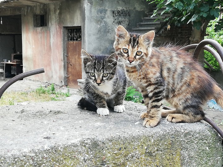 kedi