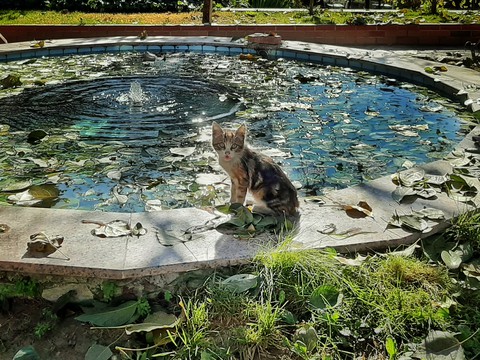 The cat