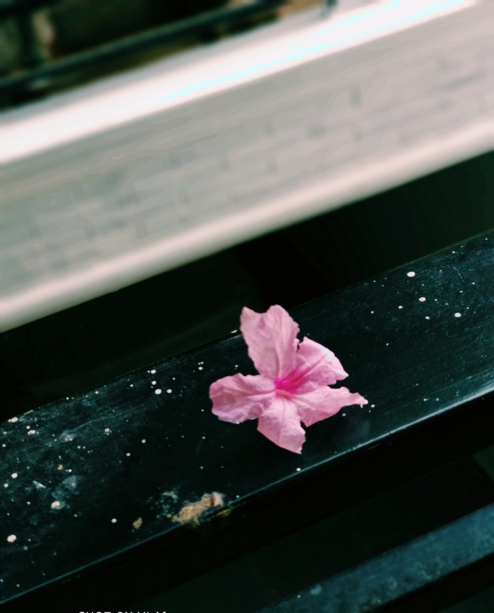 shot at morning