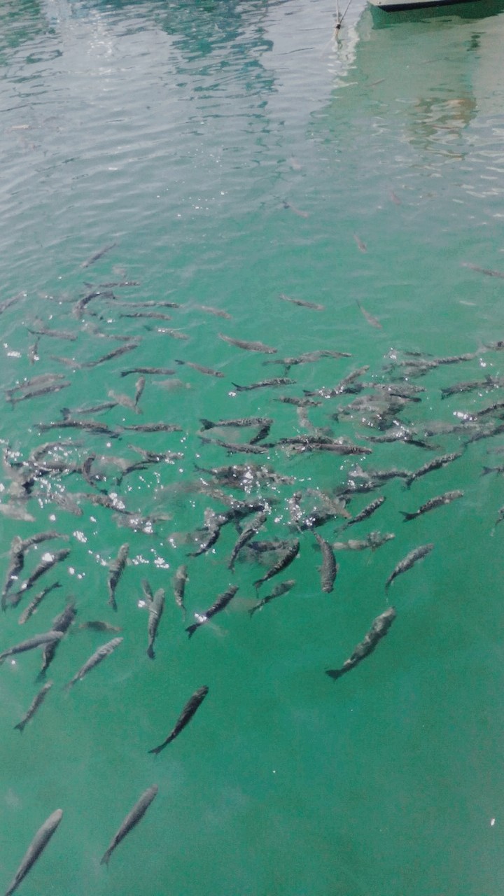 Peces