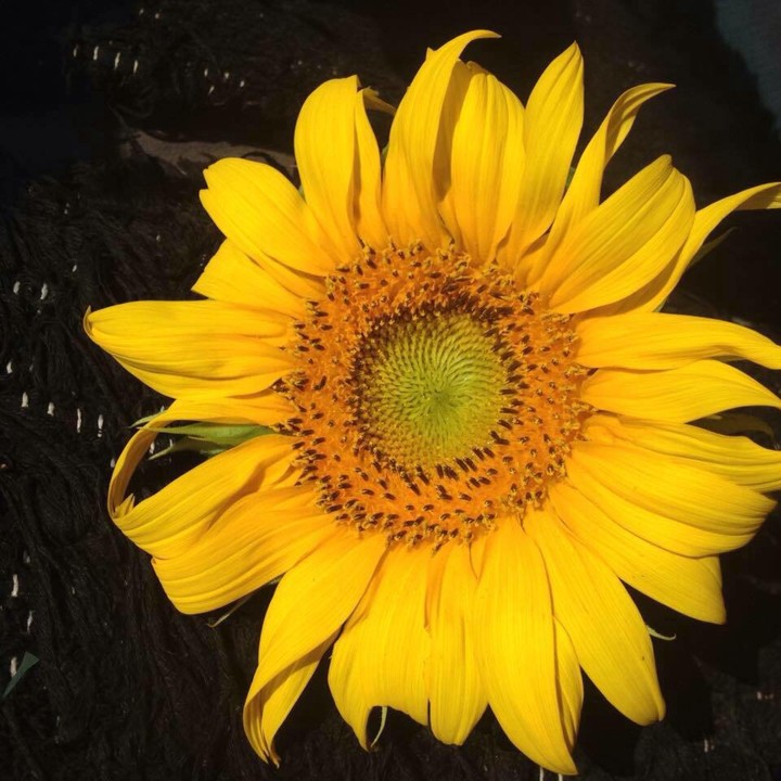 sun flower