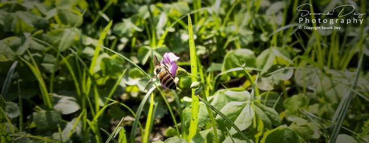 Bees