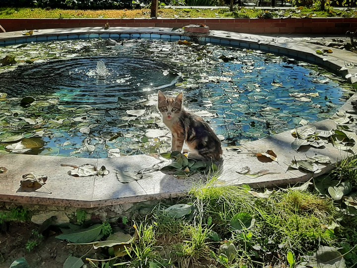 The cat