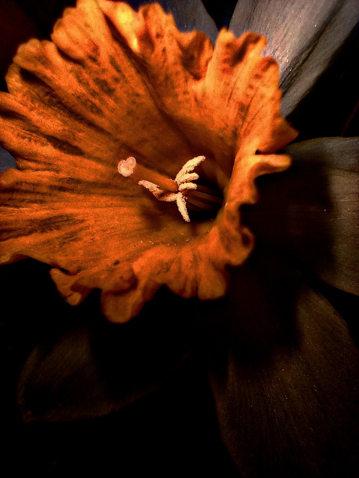 flower daffodil