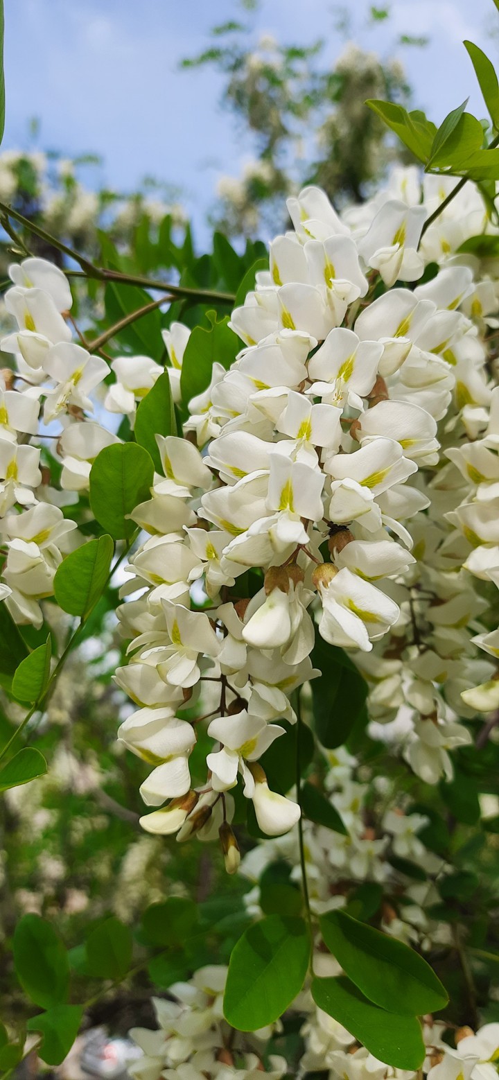 blossom