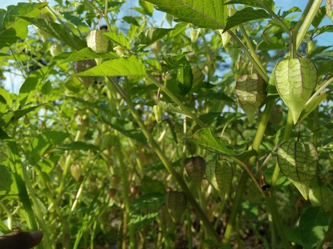 Devil Fruit