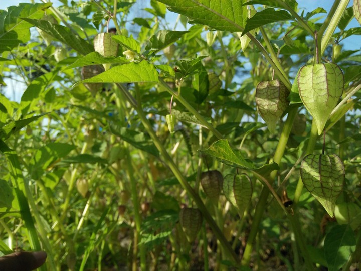 Devil Fruit
