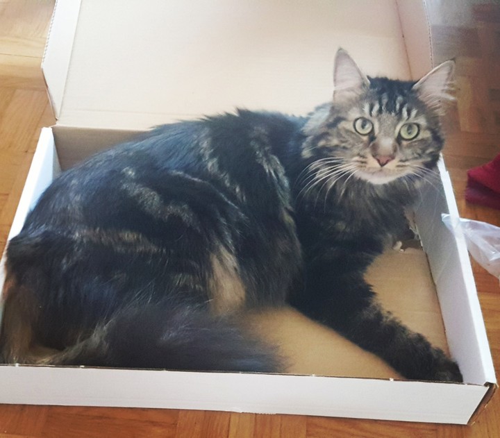 My cat
