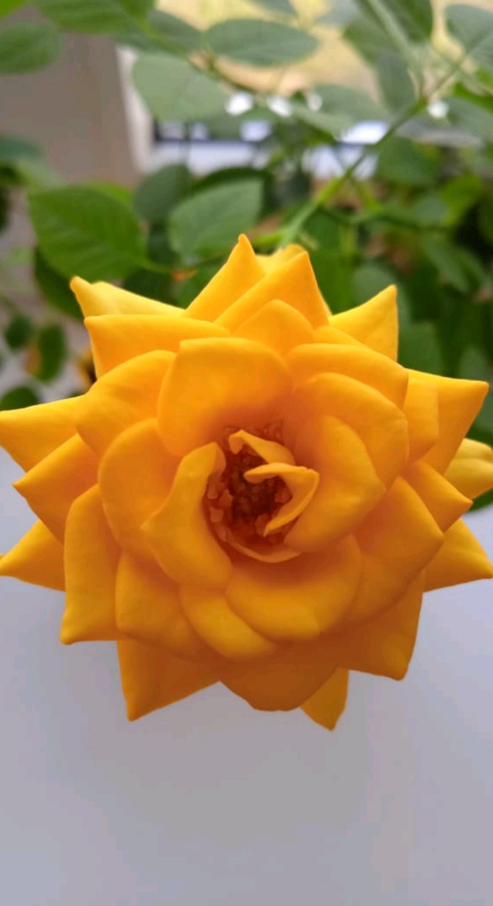 роза