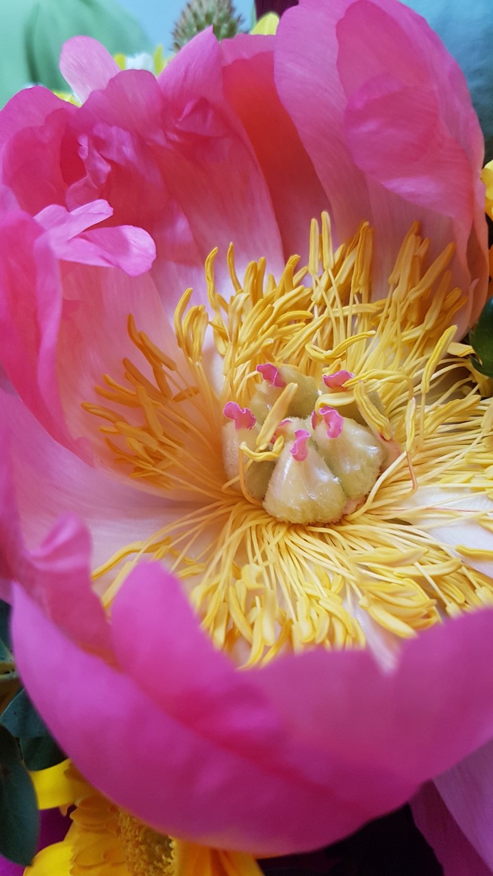 peonia