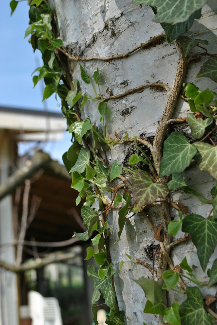 Edera infestante