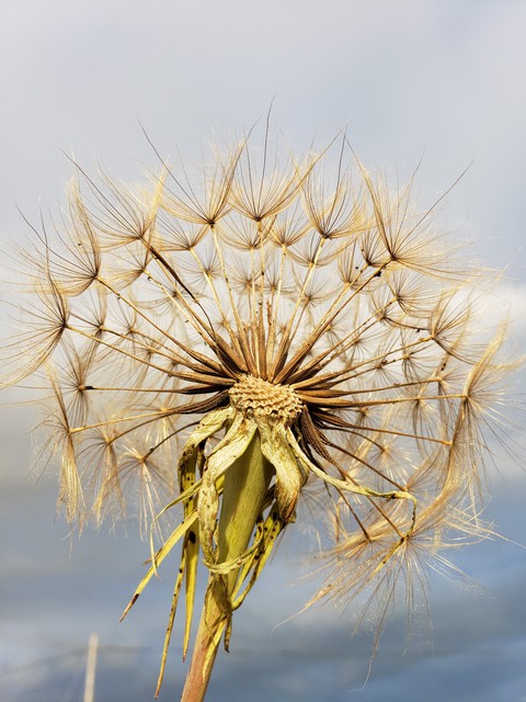 Beautiful puffy dandelion