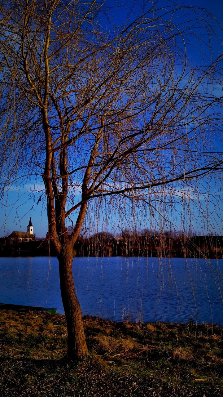 tree