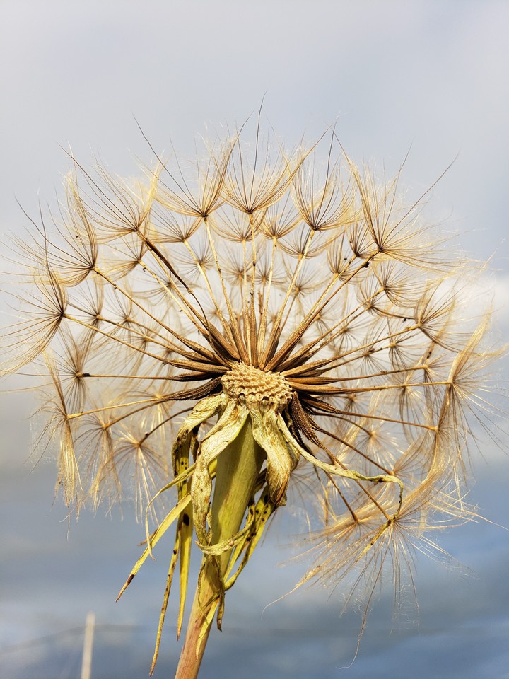 Beautiful puffy dandelion