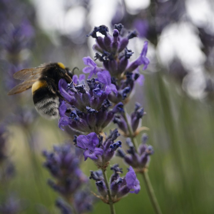 Lavender