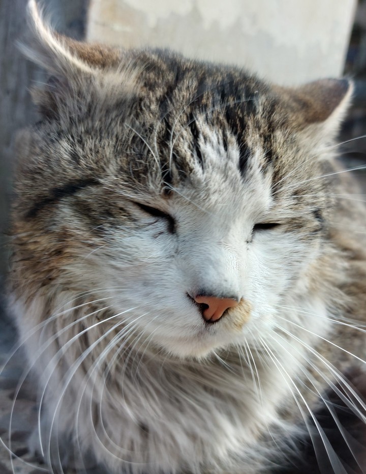 cats