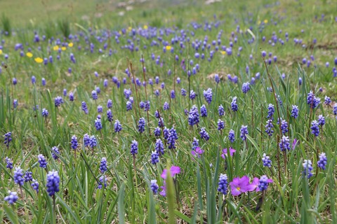 Lilas