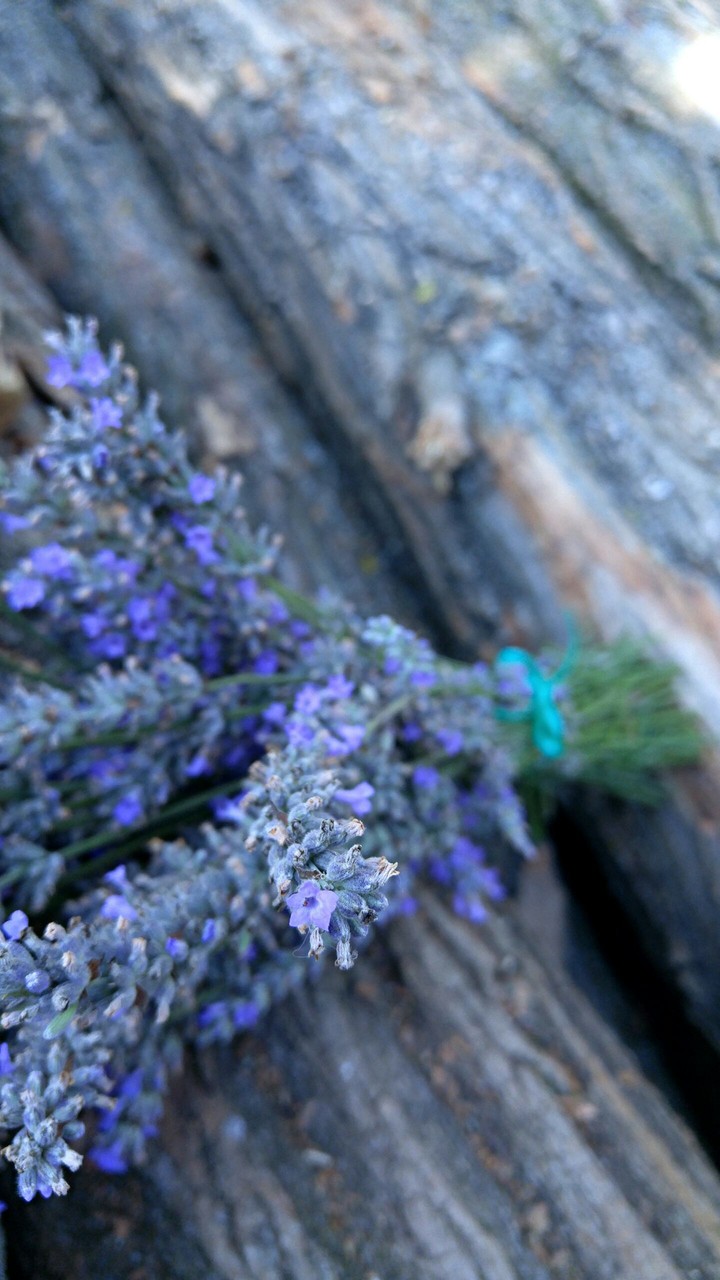 lavander