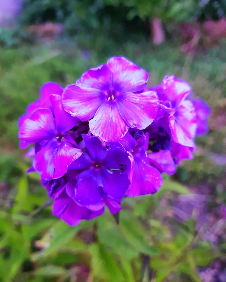 nature