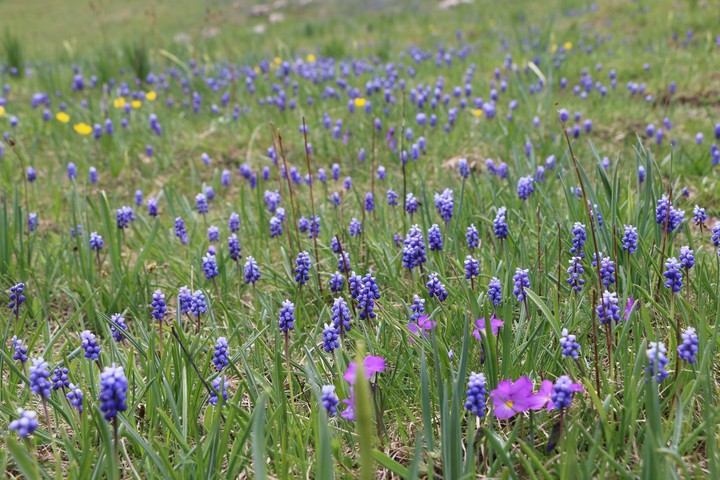Lilas