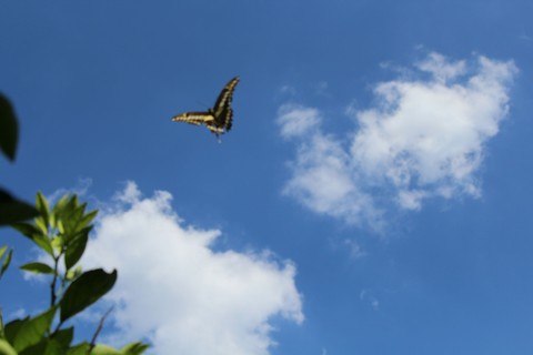Butterfly