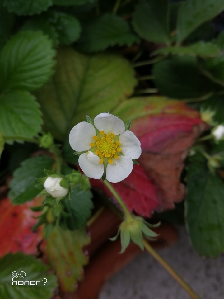 Strawberry flower