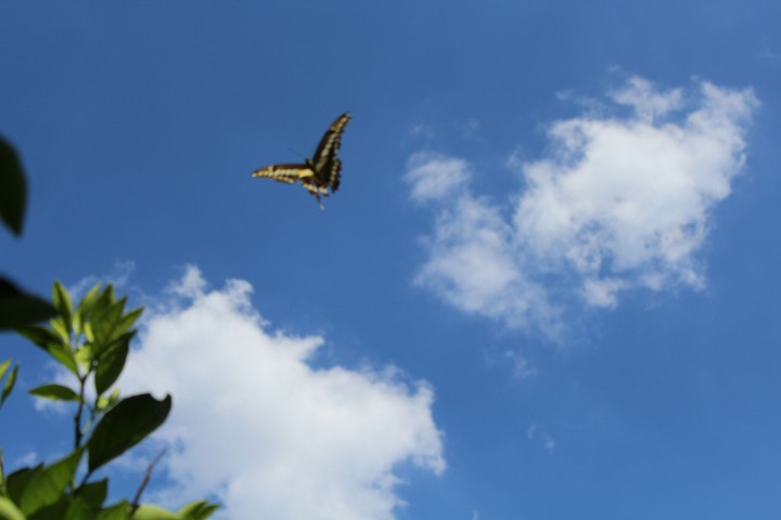 Butterfly