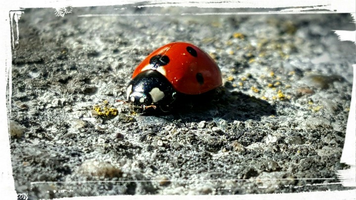 ladybug