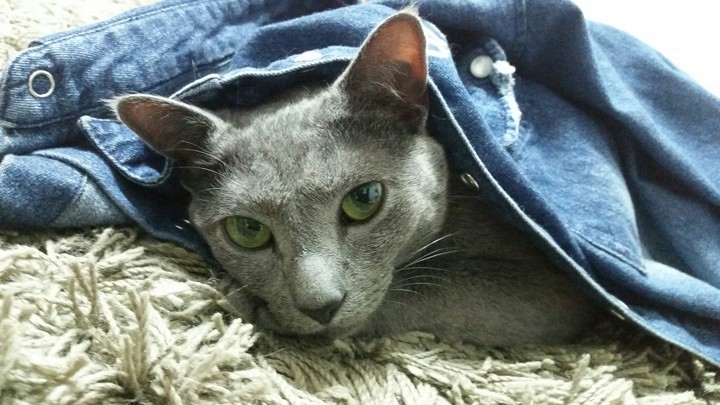 cat