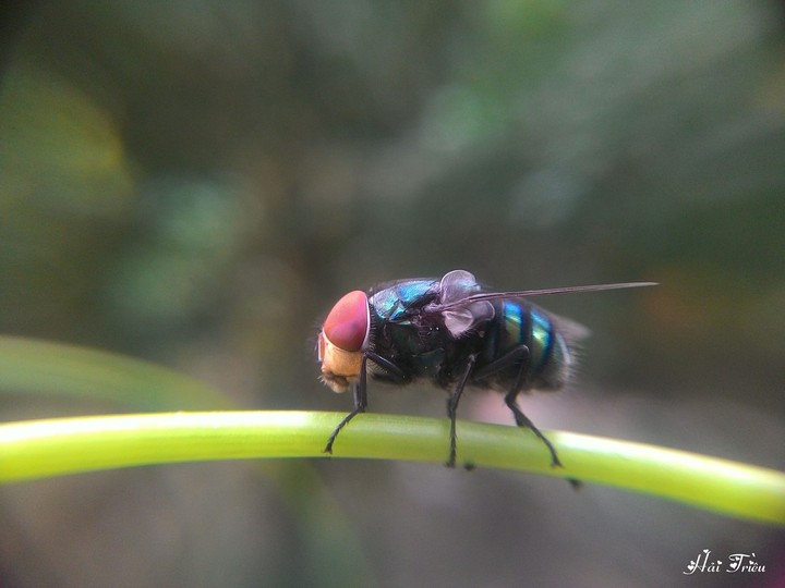 FLyyy
