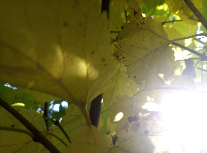 autumn