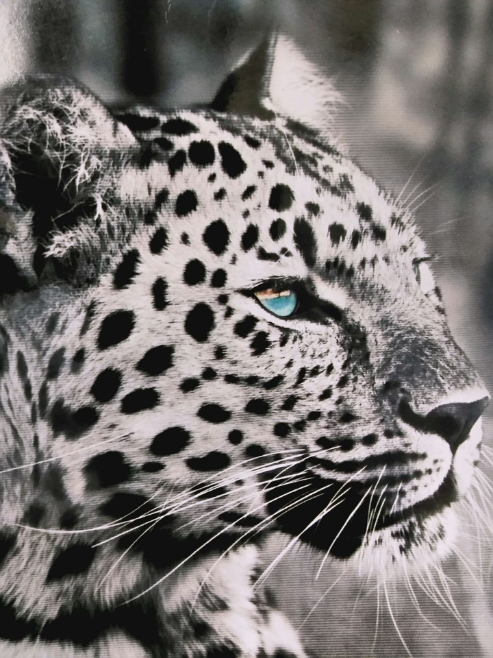 jaguar
