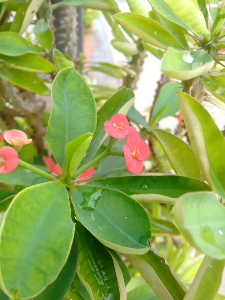 twins flower