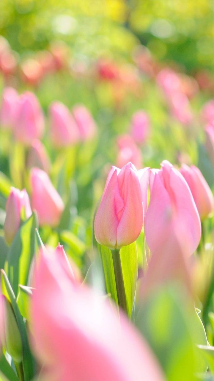 Tulips❤️