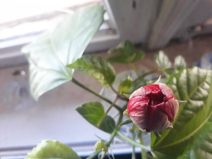 rose